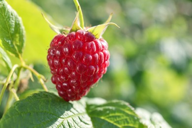 Photo of Red raspberry growing on bush outdoors, closeup. Space for text