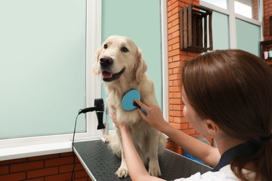 Photo of Professional groomer brushing fur of cute dog in pet beauty salon