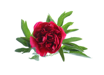 Beautiful red peony with leaves isolated on white