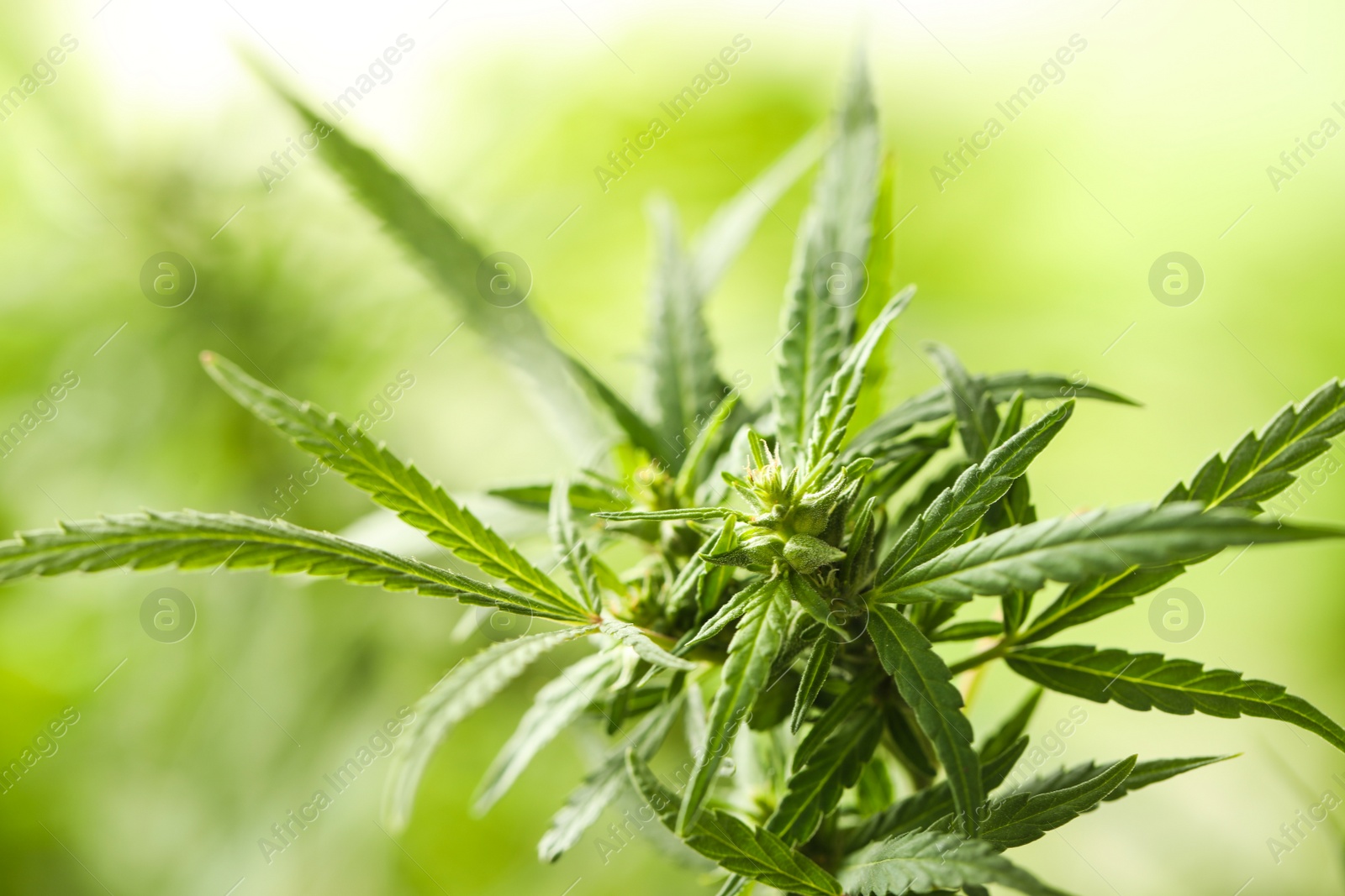 Photo of Green organic hemp on blurred background, closeup