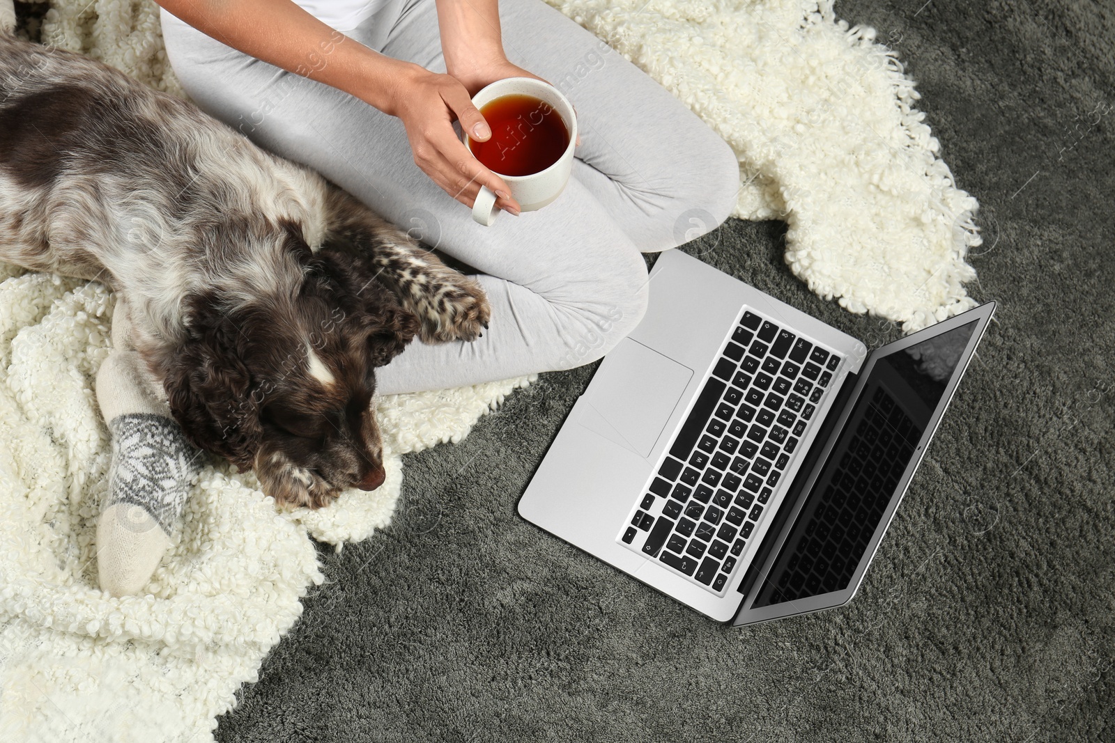 Photo of Adorable Russian Spaniel with owner on grey carpet, top view