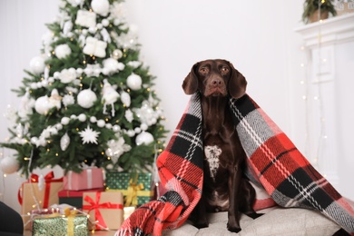 Cute dog covered with plaid in room decorated for Christmas