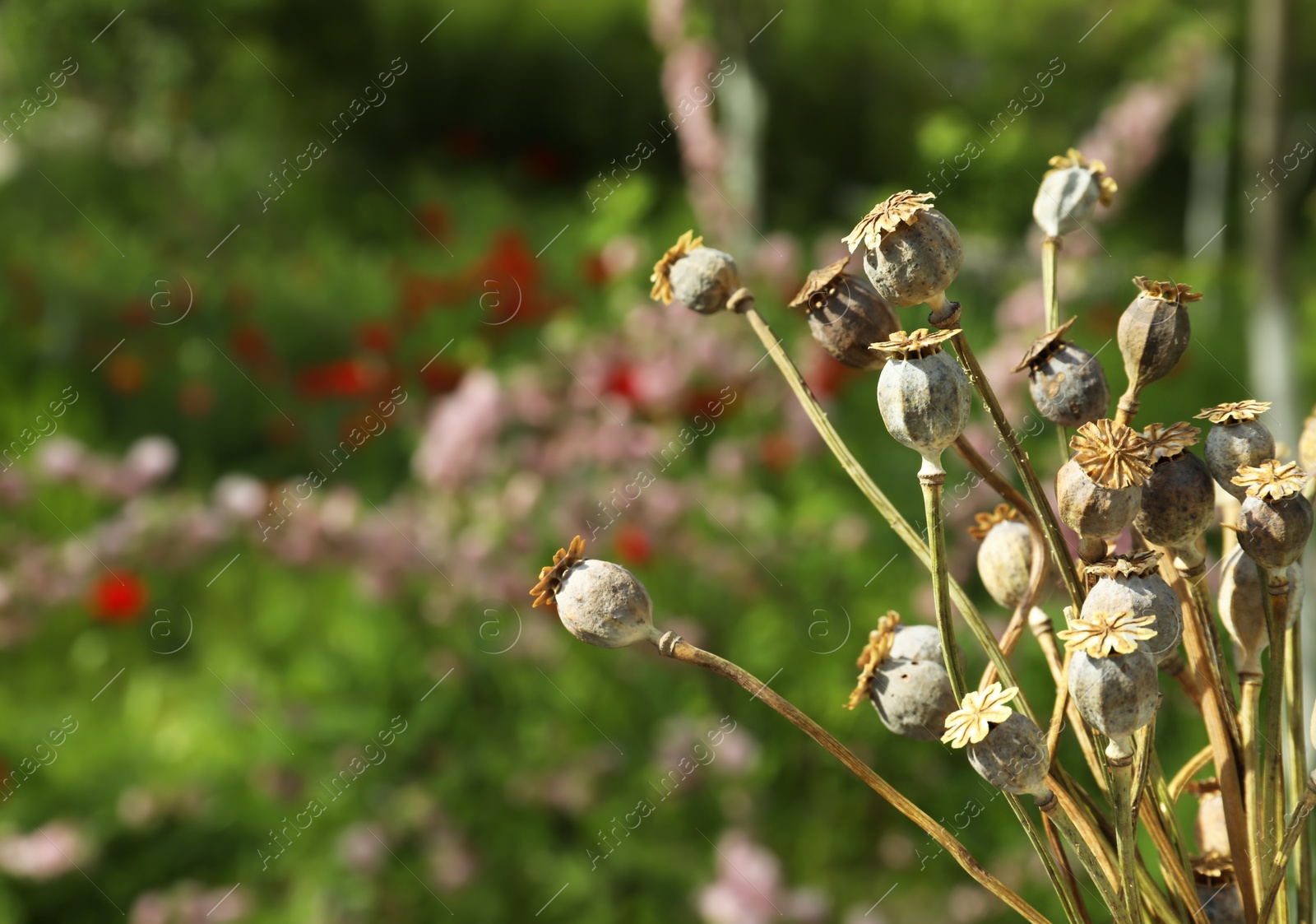 Photo of Dry poppy heads outdoors, closeup. Space for text