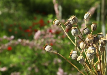 Photo of Dry poppy heads outdoors, closeup. Space for text