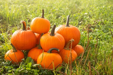 Photo of Many ripe orange pumpkins on green grass outdoors