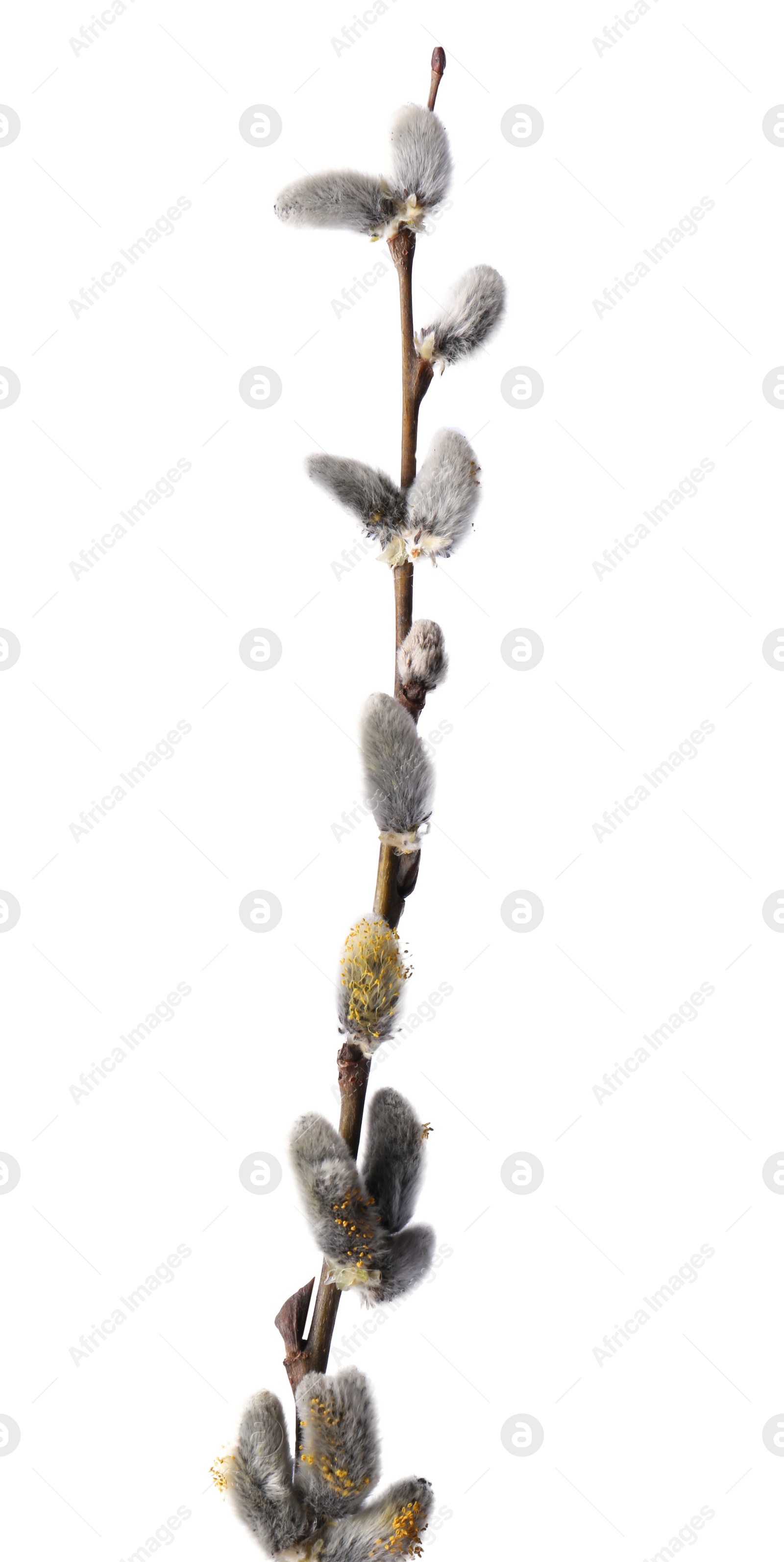 Photo of Beautiful blooming willow branch isolated on white