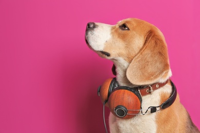 Cute Beagle dog with headphones on color background