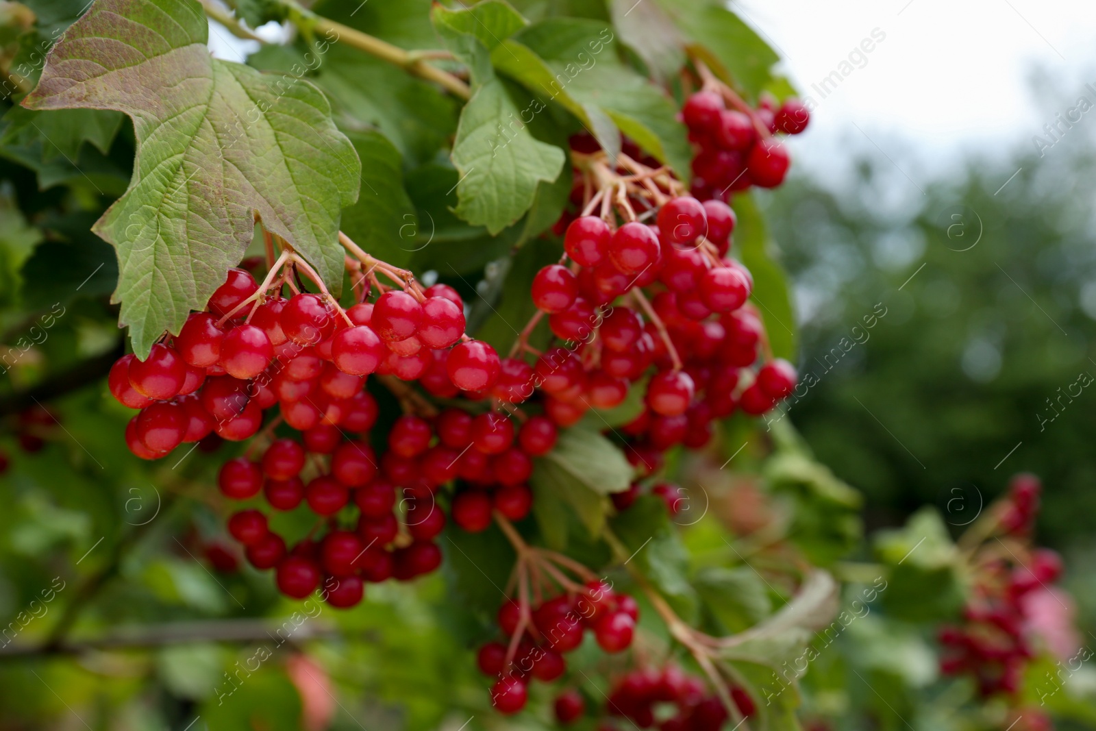 Photo of Beautiful viburnum shrub with ripe berries outdoors