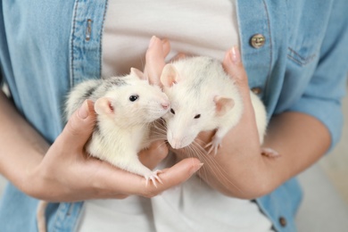 Photo of Young woman holding cute small rats, closeup