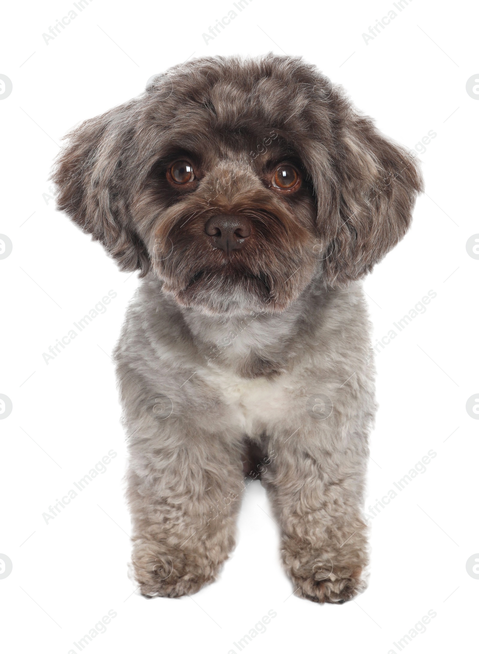 Photo of Cute Maltipoo dog on white background. Lovely pet