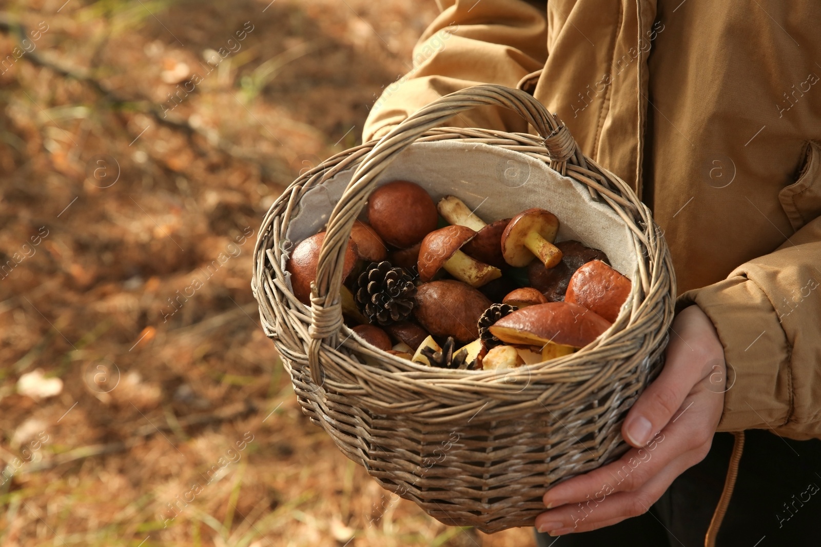 Photo of Woman holding basket with boletus mushrooms and cones in forest, closeup