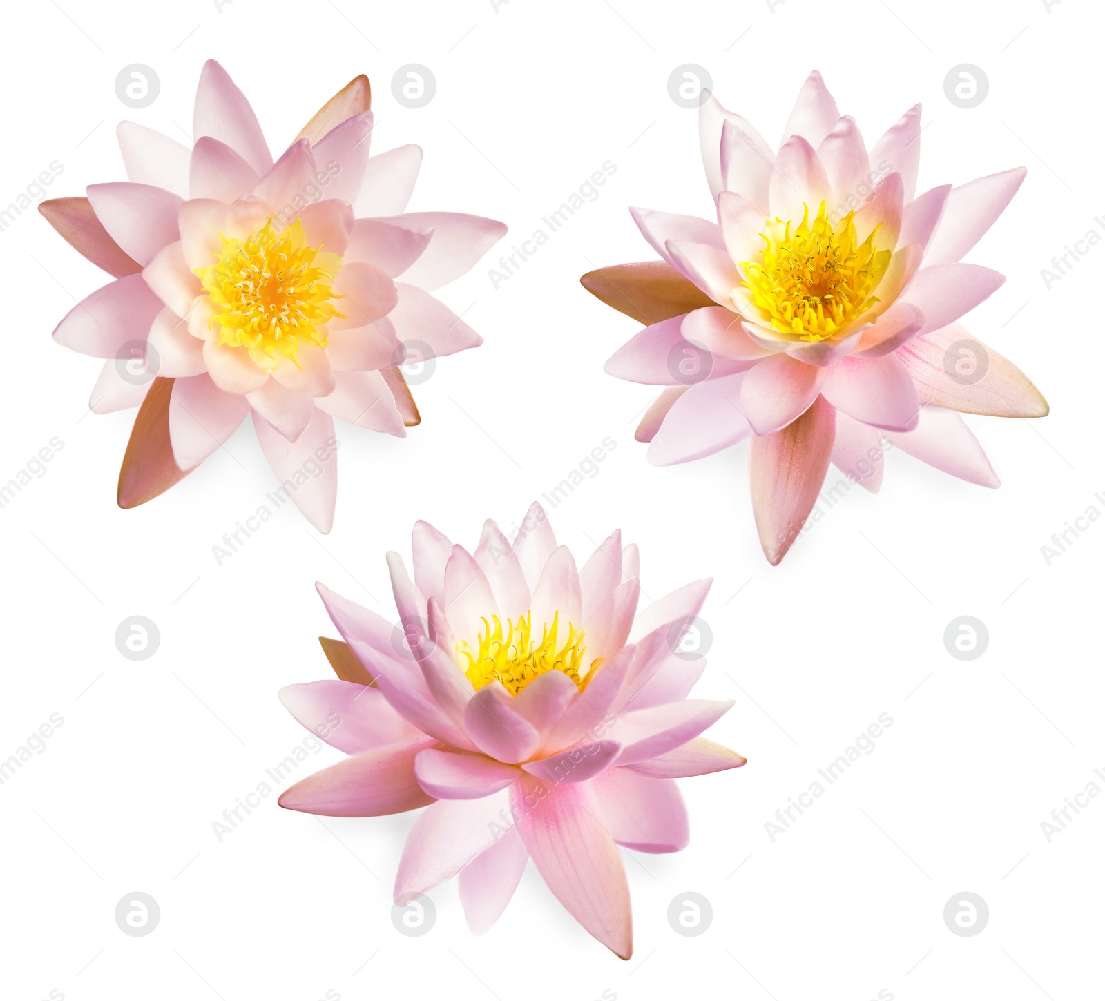 Image of Set of beautiful lotus flowers isolated on white