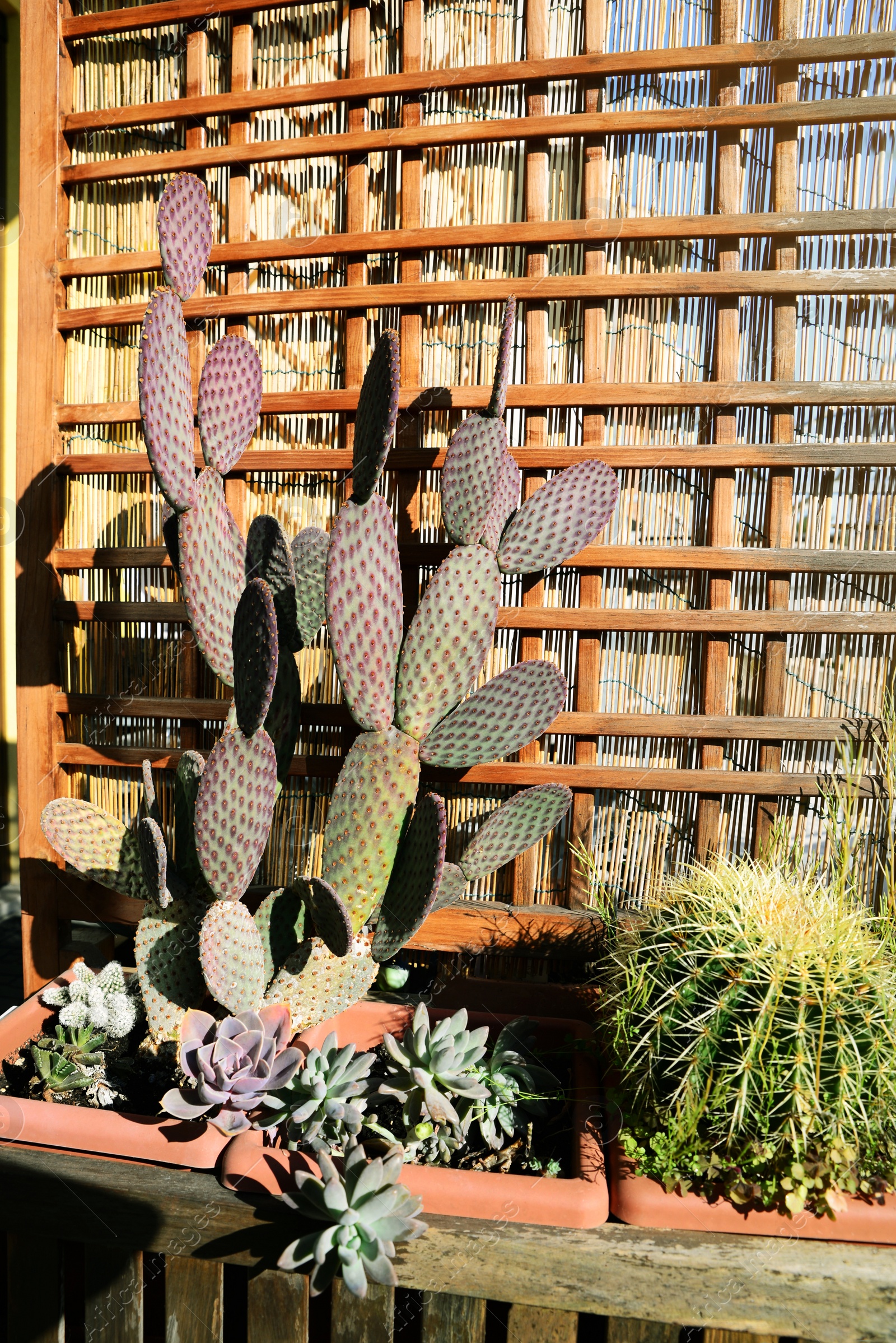 Photo of Beautiful potted cacti and succulents growing in pot near wooden wall