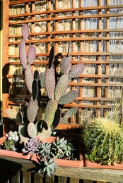 Beautiful potted cacti and succulents growing in pot near wooden wall