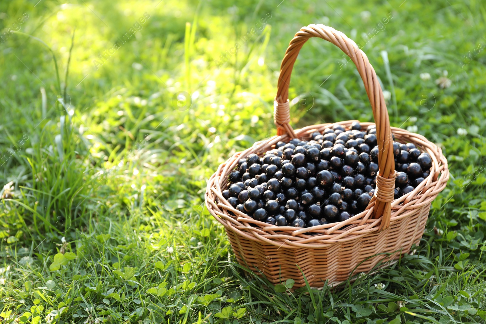 Photo of Ripe blackcurrants in wicker basket on green grass. Space for text