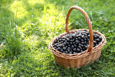 Photo of Ripe blackcurrants in wicker basket on green grass. Space for text