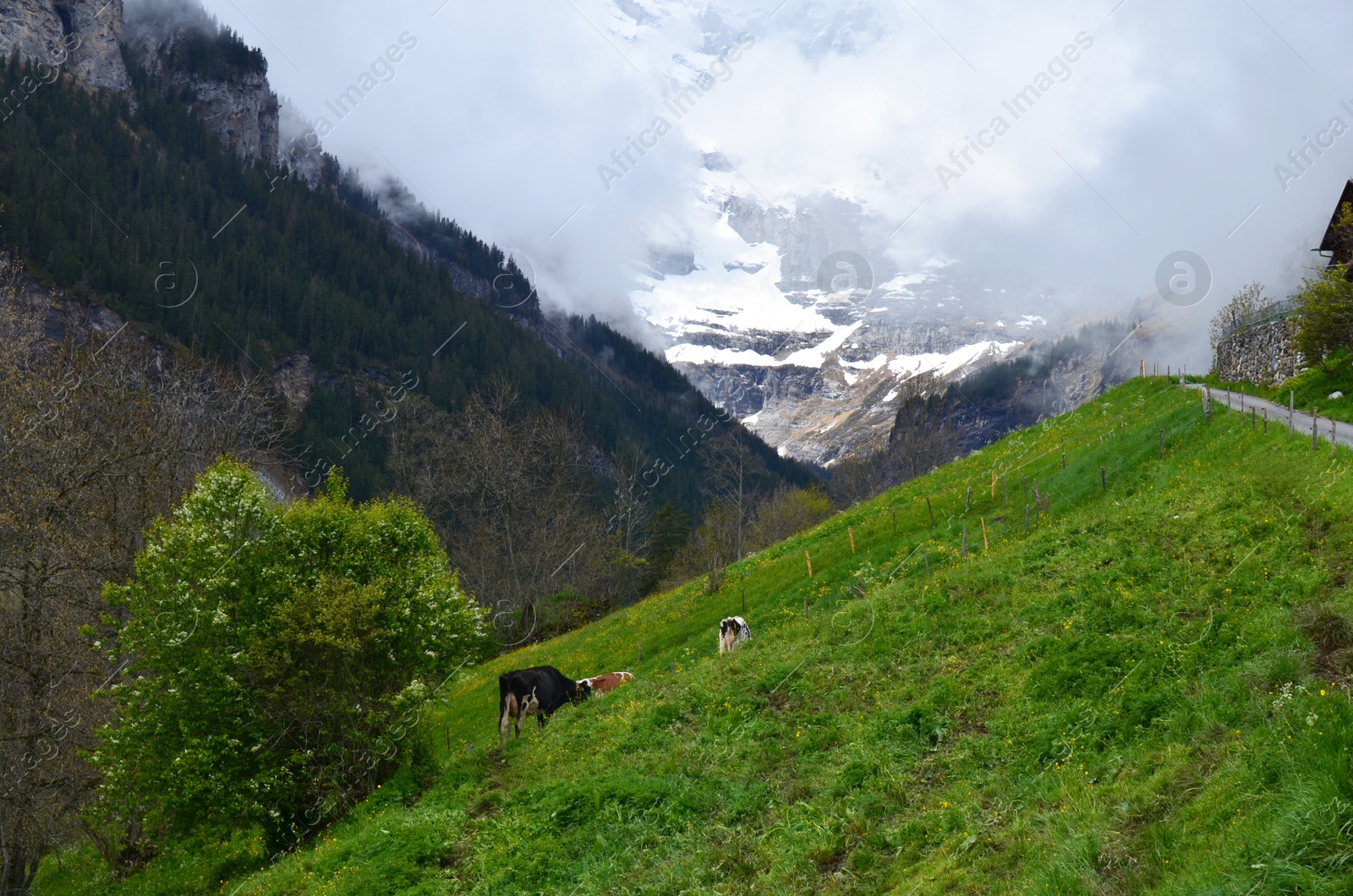 Photo of Beautiful view of mountains covered with fog and cows grazing on meadow