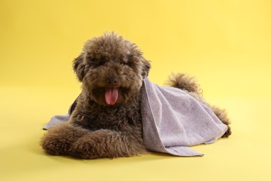 Photo of Cute Toy Poodle dog with towel on yellow background