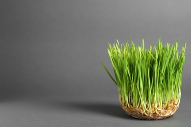 Photo of Sprouted wheat grass seeds on grey background, space for text