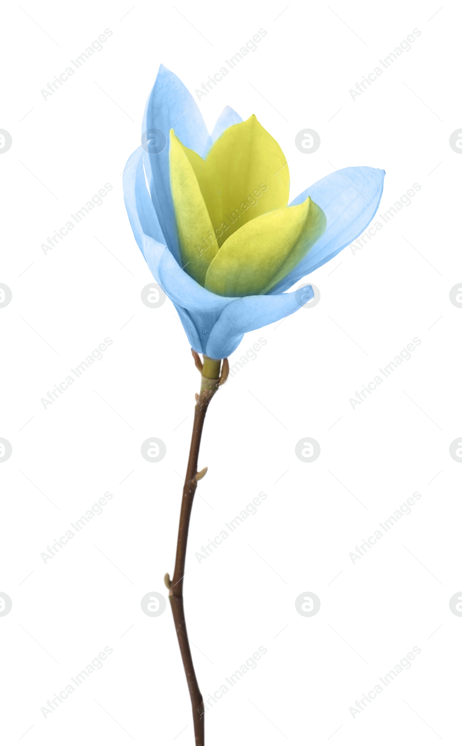 Image of Beautiful delicate magnolia Blue Opal isolated on white