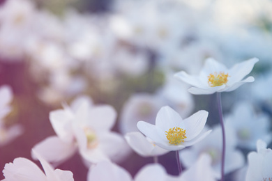 Photo of Beautiful blossoming Japanese anemone flowers outdoors on spring day