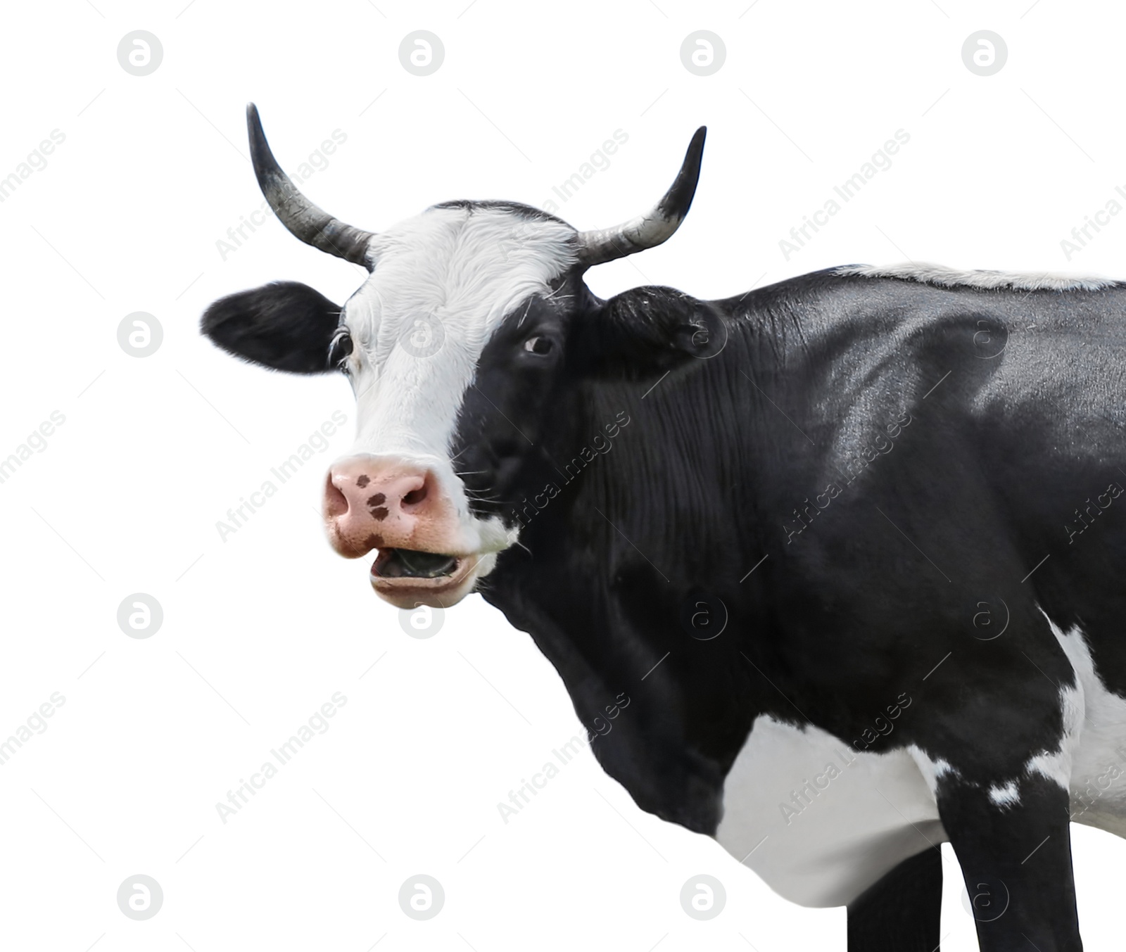 Image of Beautiful cow on white background. Animal husbandry