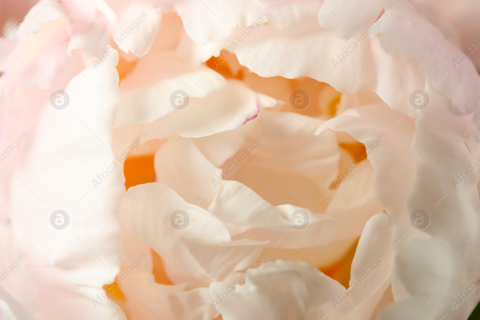 Photo of Beautiful blooming white peony as background, closeup