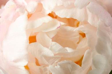 Beautiful blooming white peony as background, closeup