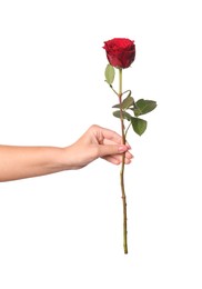 Photo of Woman holding red rose on white background, closeup