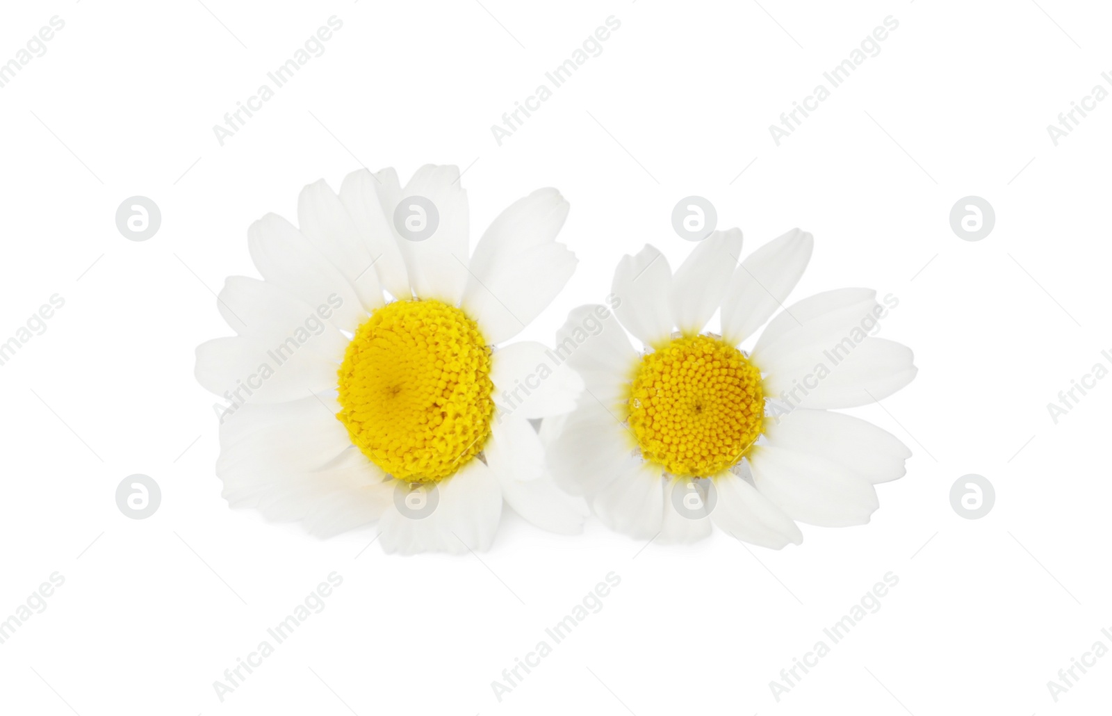 Photo of Two beautiful chamomile flowers on white background