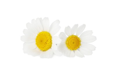 Photo of Two beautiful chamomile flowers on white background