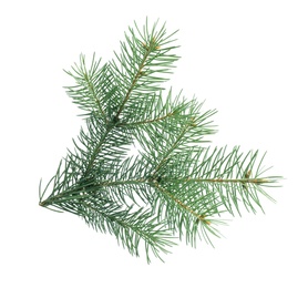 Branch of Christmas tree on white background