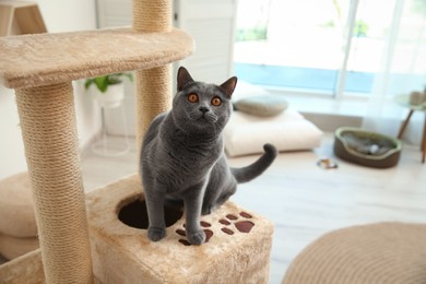 Photo of Cute pet on cat tree at home