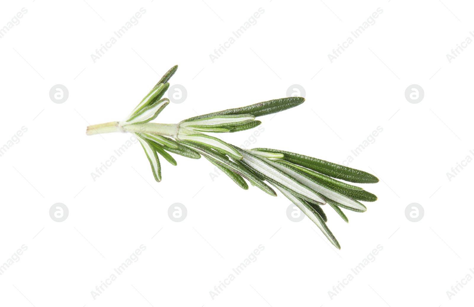 Photo of Fresh green rosemary twig on white background