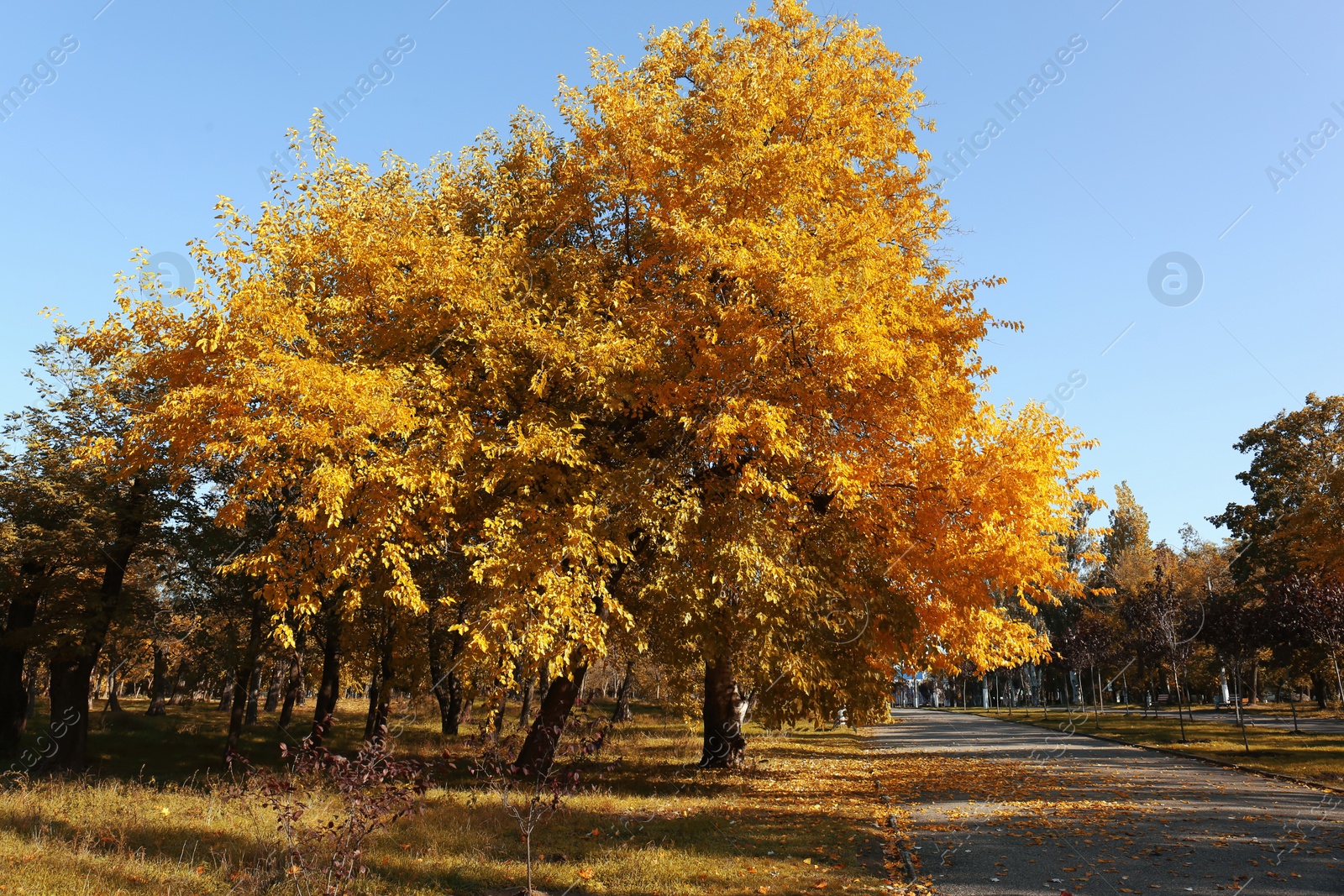 Photo of Beautiful view of autumn park on sunny day