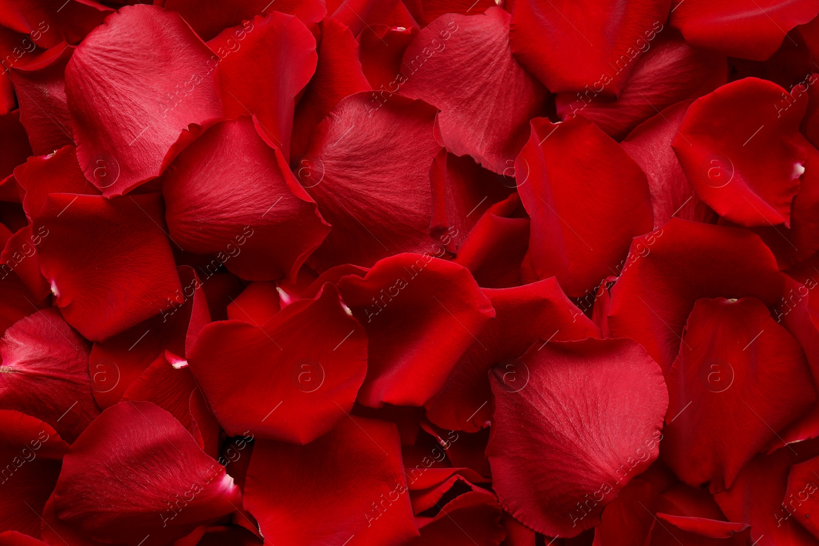 Photo of Beautiful red rose petals as background, top view