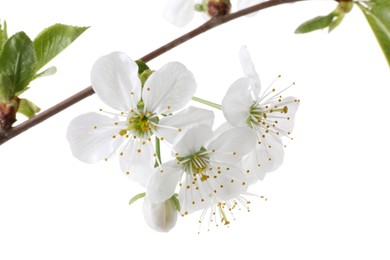 Photo of Spring branch with beautiful blossoms and leaves isolated on white