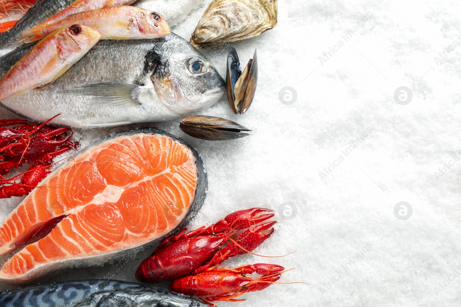 Photo of Fresh fish and seafood on ice, flat lay