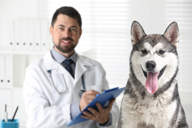 Cute Alaskan Malamute dog and mature veterinarian in office
