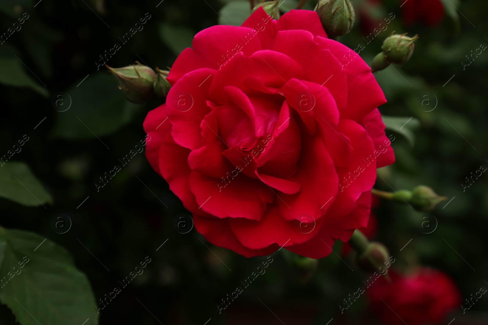 Photo of Closeup view of beautiful blooming rose bush outdoors