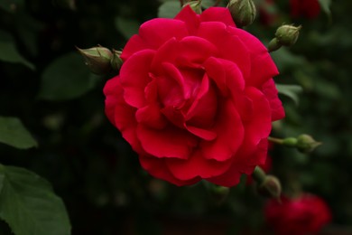 Closeup view of beautiful blooming rose bush outdoors