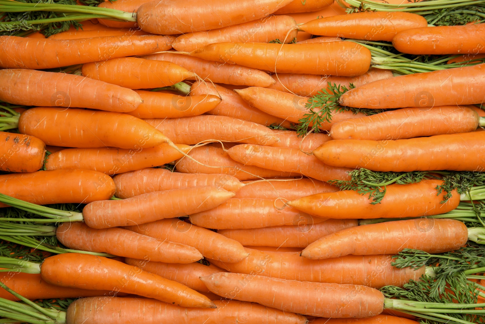 Photo of Ripe carrots as background, top view. Healthy diet