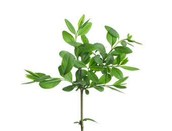 Photo of Branch with green leaves on white background