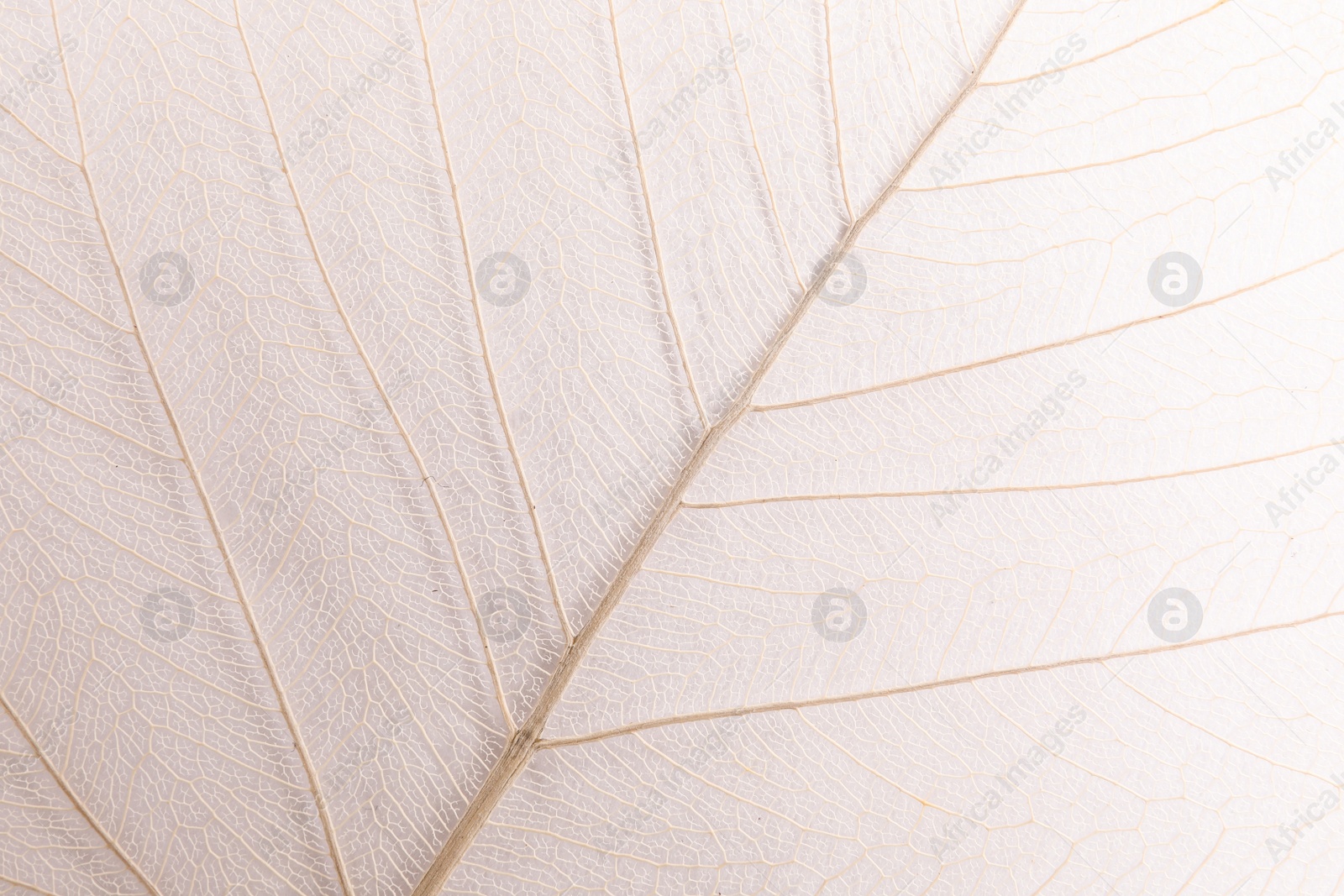 Photo of Closeup view of beautiful decorative skeleton leaf