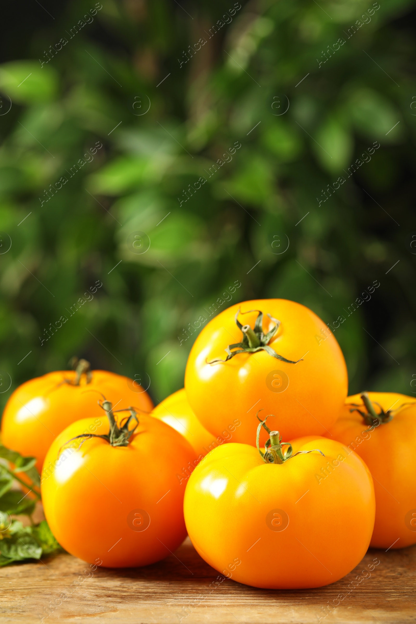 Photo of Fresh ripe yellow tomatoes on wooden table outdoors