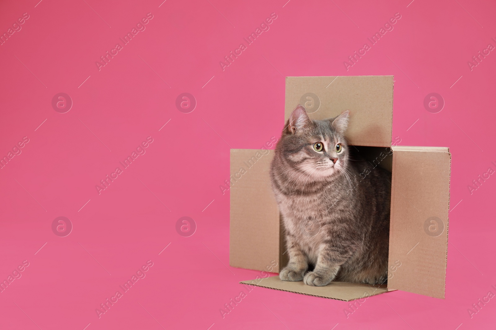 Photo of Cute grey tabby cat sitting in cardboard box on pink background