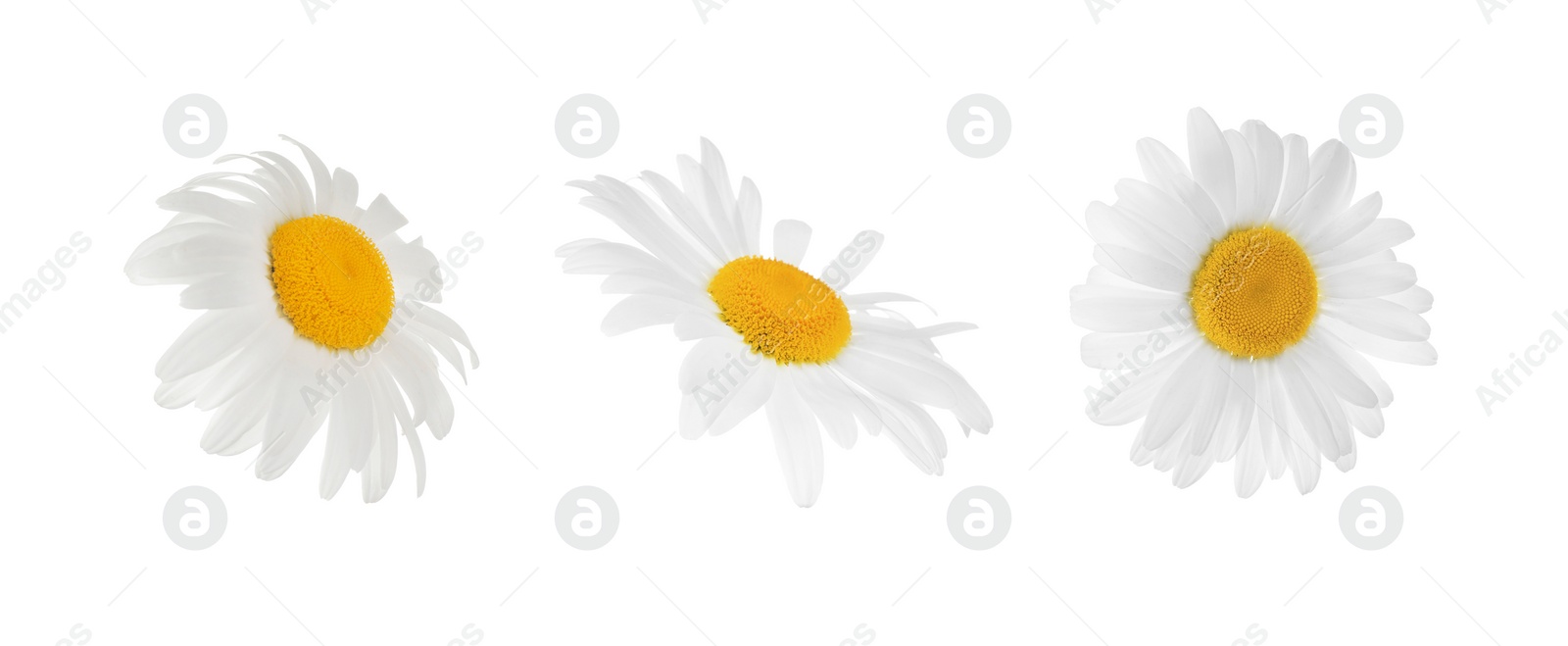 Image of Set of beautiful chamomile flowers on white background. Banner design