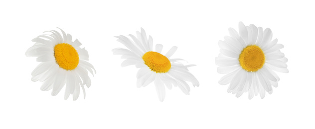 Image of Set of beautiful chamomile flowers on white background. Banner design