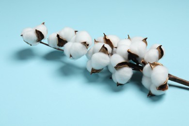 Branch with cotton flowers on light blue background