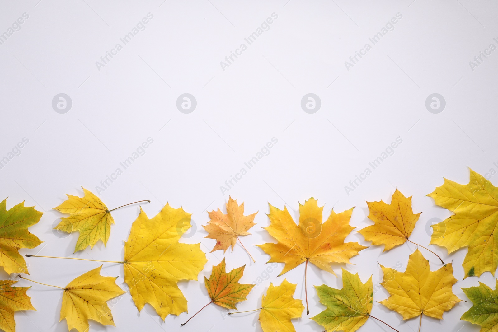 Photo of Beautiful autumn leaves on white background, top view. Space for text